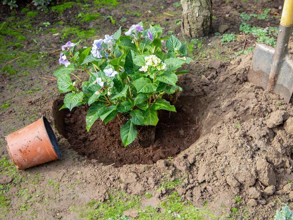 ПОСАДКА ГОРТЕНЗИЙ