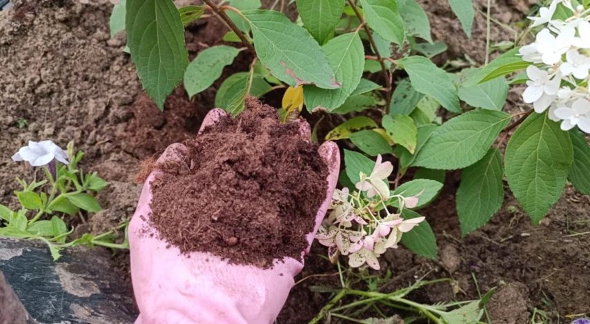 ПОЧВА ДЛЯ ГОРТЕНЗИЙ