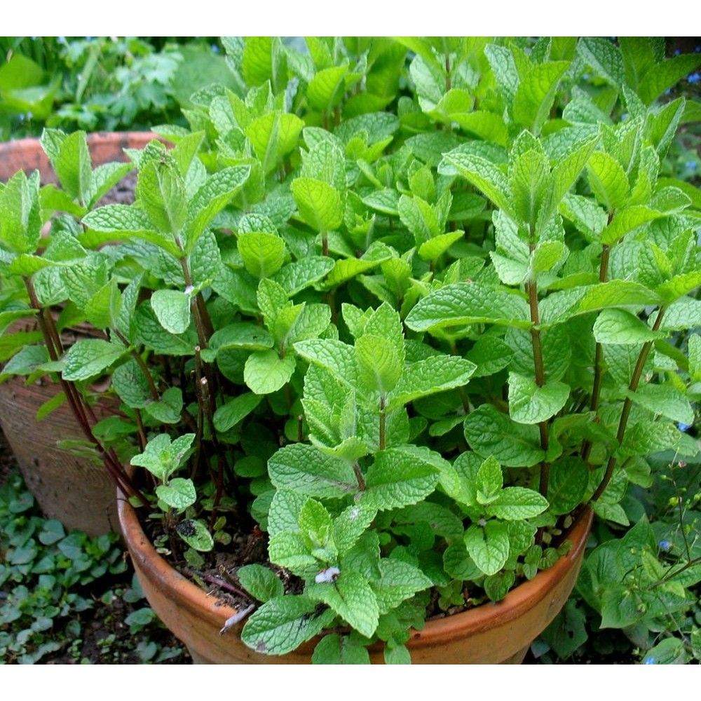 МЯТА, МЕЛИССА