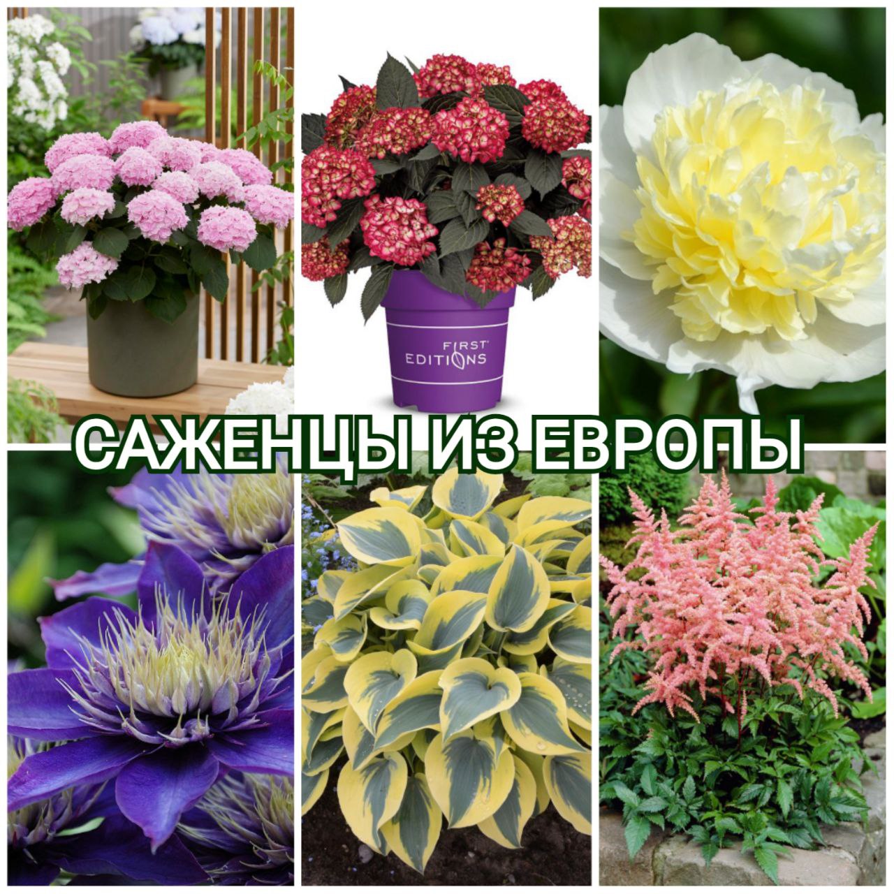 СОВМЕСТНАЯ ПОКУПКА ИЗ ЕВРОПЫ