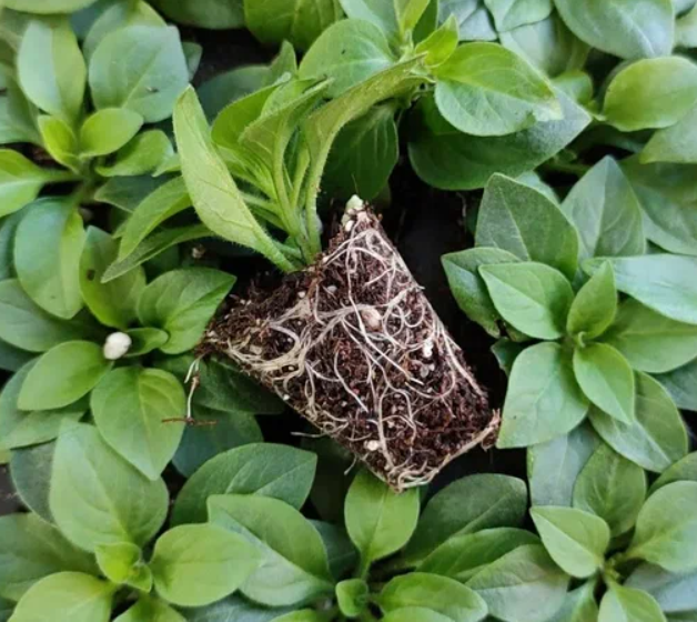 УКОРЕНЕННЫЕ ЧЕРЕНКИ