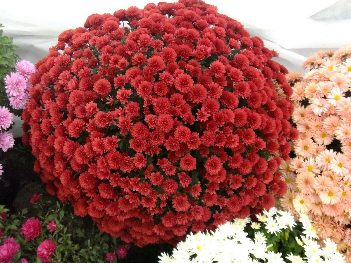 Черенки хризантем