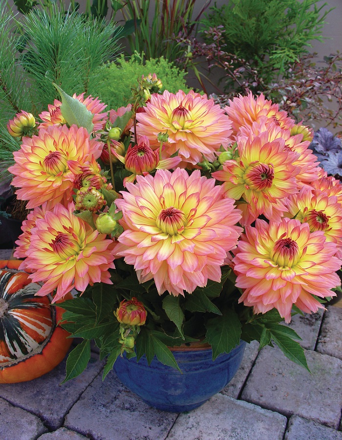 Георгины патио