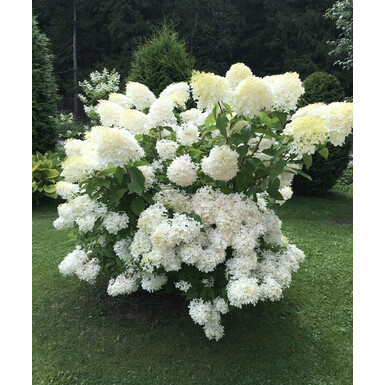 Гортензия метельчатая Фантом (Phantom)