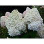 Гортензия метельчатая Фантом (Phantom)