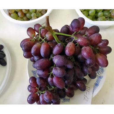 Памяти Голодриги (ПМ-12, Марадона, Шоколадный)