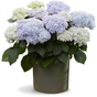 Гортензия крупнолистная Doppio Azzurro