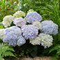 Гортензия крупнолистная Doppio Azzurro