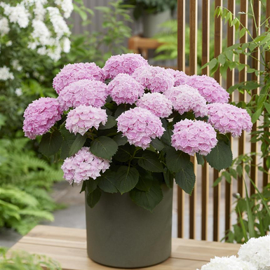 Гортензия крупнолистная Doppio Rosato