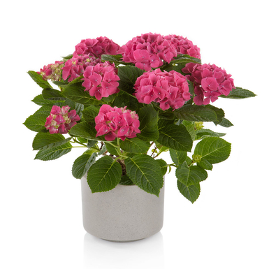 Гортензия крупнолистная Hi Canal