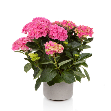 Гортензия крупнолистная Hi Sky