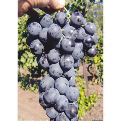 Страшенский (Консул)