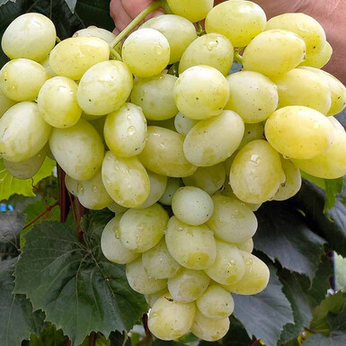 Лора (Флора)