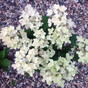 Гортензия метельчатая Полестар (Polestar)