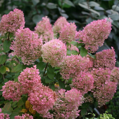 Гортензия метельчатая Бобо (Bobo)