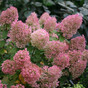 Гортензия метельчатая Бобо (Bobo)