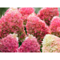 Гортензия метельчатая Пинки Промис (Pinky Promise)