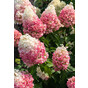 Гортензия метельчатая Пинки Промис (Pinky Promise)