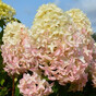 Гортензия метельчатая Скайфолл (Skyfall)