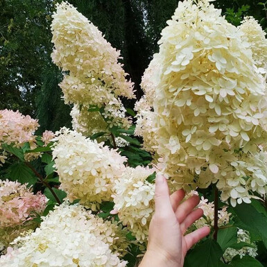 Гортензия метельчатая Геркулес (Hercules)