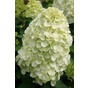 Гортензия метельчатая Геркулес (Hercules)