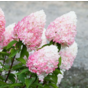 Гортензия метельчатая Пинк энд Роуз (Pink and Rose)