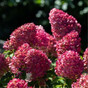 Гортензия метельчатая Пинк энд Роуз (Pink and Rose)