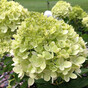 Гортензия метельчатая Литтл Лайм (Little Lime)