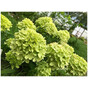 Гортензия метельчатая Литтл Лайм (Little Lime)