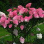 Гортензия метельчатая Фрайз Мельба (Fraise Melba)