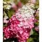Гортензия метельчатая Фрайз Мельба (Fraise Melba)