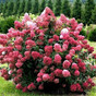 Гортензия метельчатая Даймонд Руж (Diamant Rouge)