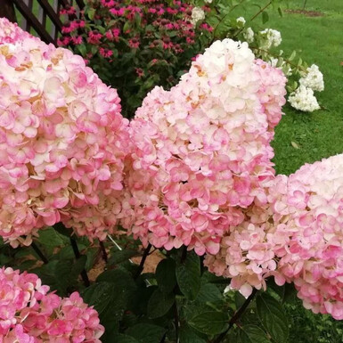 Гортензия метельчатая Мэджикал Свит Саммер (Magical Sweet Summer)