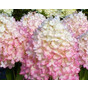 Гортензия метельчатая Мэджикал Свит Саммер (Magical Sweet Summer)