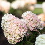 Гортензия метельчатая Литтл Блоссом (Little Blossom)