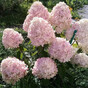 Гортензия метельчатая Литтл Блоссом (Little Blossom)