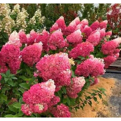 Гортензия метельчатая Строберри Блоссом (Strawberry Blossom)