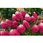 Гортензия метельчатая Строберри Блоссом (Strawberry Blossom)