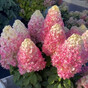 Гортензия метельчатая Сандей Фрайз (Sundae Fraise)