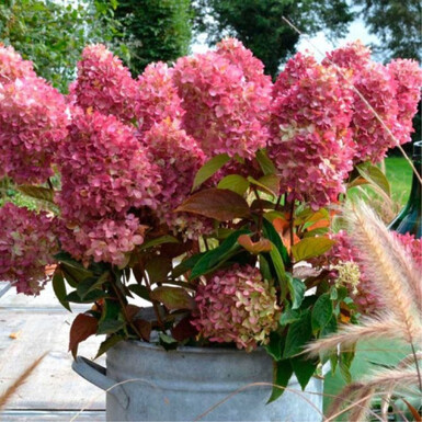 Гортензия метельчатая Гарденлайт Редлайт (Gardenlights Redlight)