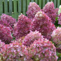 Гортензия метельчатая Гарденлайт Редлайт (Gardenlights Redlight)