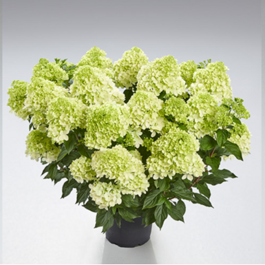 Гортензия метельчатая Пантонелла (Pantonella)