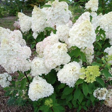 Гортензия метельчатая Диамантино (Diamantino)