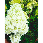 Гортензия метельчатая Диамантино (Diamantino)
