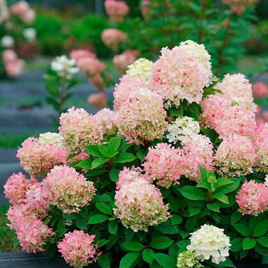 Гортензия метельчатая Фаер Лайт Тини Бит (Fire Light Tiny Bit)