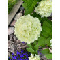 Гортензия метельчатая Пандора (Pandora)