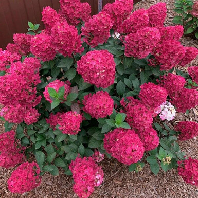 Гортензия метельчатая Самарская Лидия (Samarskya Lydia)