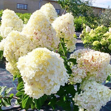 Гортензия метельчатая Сильвер Доллар (Silver Dollar)