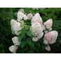 Гортензия метельчатая Сильвер Доллар (Silver Dollar)