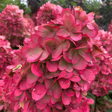 Гортензия метельчатая Бонфаер (Bonfire)